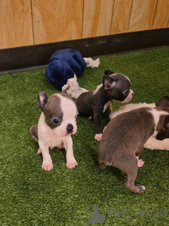 Photo №3. Entzückende Boston-Terrier-Welpen suchen ein liebevolles Zuhause!. Allemagne