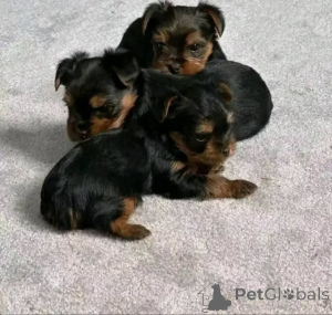 Photo №1. yorkshire terrier - à vendre en ville de Noirs | 250€ | Annonce №173726