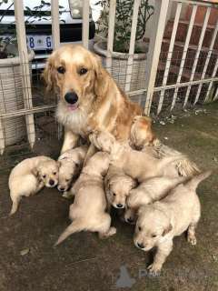 Photo №1. golden retriever - à vendre en ville de Mauvais münsteerefel | négocié | Annonce №167545
