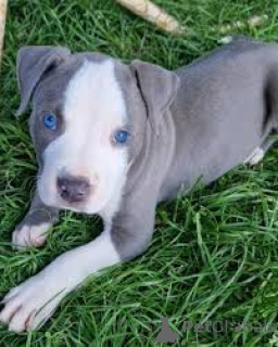 Photo №2 de l'annonce № 165548 de la vente staffordshire bull terrier - acheter à La Grande-Bretagne annonce privée, éleveur