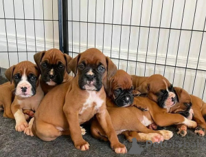 Photo №1. boxer - à vendre en ville de Bratislava | négocié | Annonce №157890