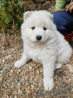 Photo №3. BÉBÉS SAMOYEDE LOF - 2 MÂLES NÉS LE 6/4/23. France