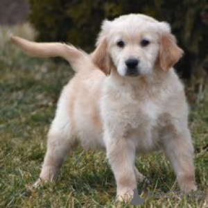 Photo №2 de l'annonce № 165132 de la vente golden retriever - acheter à Allemagne annonce privée