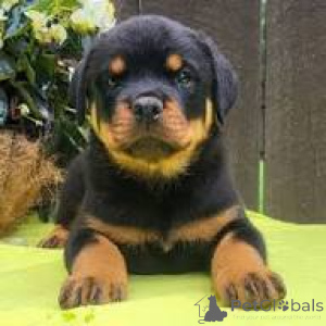 Photo №2 de l'annonce № 167114 de la vente rottweiler - acheter à Belgique annonce privée, éleveur