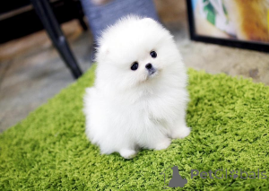 Photo №2 de l'annonce № 163245 de la vente  - acheter à La Grande-Bretagne 