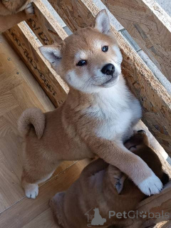 Photo №4. Je vais vendre shiba en ville de Kruševac.  - prix - négocié