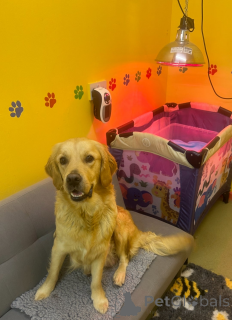 Photo №3. Beaux chiots Golden Retriever KC. Canada