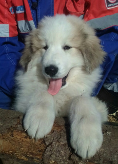 Photo №1. chien de montagne des pyrénées - à vendre en ville de Perm | Négocié | Annonce №1988