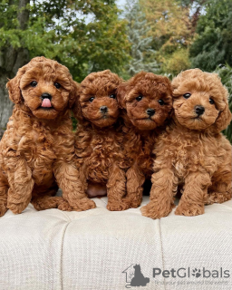 Photo №1. caniche (jouet) - à vendre en ville de Paris | négocié | Annonce №84156