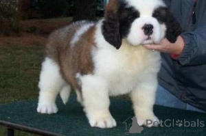 Photo №1. saint-bernard - à vendre en ville de Prague | négocié | Annonce №170746