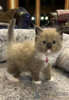 Photo №4. Je vais vendre ragdoll en ville de Kleinmachnow.  - prix - négocié