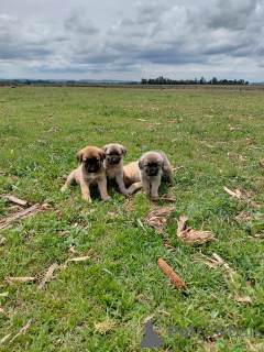 Photo №1. berger d'anatolie - à vendre en ville de Mauvais homburg vor der höhe | négocié | Annonce №166357