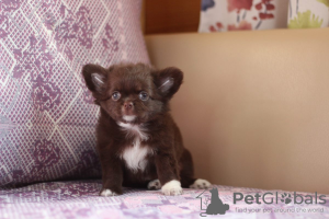 Photo №1. chihuahua - à vendre en ville de Saint-Pétersbourg | 308€ | Annonce №95026