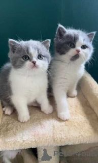 Photo №1. british longhair - à vendre en ville de Augsbourg | négocié | Annonce № 170325