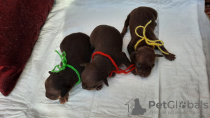Photos supplémentaires: Chiots terriers jouets