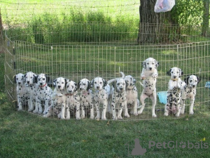 Photo №1. dalmatien - à vendre en ville de New Orleans | 425€ | Annonce №129532