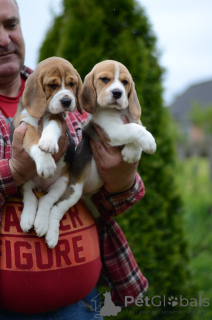 Photo №3. Chiots beagles. Biélorussie