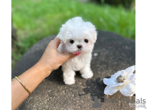 Photo №2 de l'annonce № 116947 de la vente bichon maltais - acheter à Belgique annonce privée, éleveur