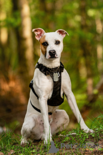 Photos supplémentaires: Le beau chien Darius est entre de bonnes mains.