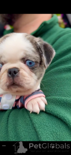 Photo №3. Blue Merle Panda Pug avec un œil bleu rare et magnifique!. Serbie