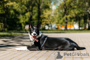 Photo №1. chien bâtard - à vendre en ville de Москва | Gratuit | Annonce №104337