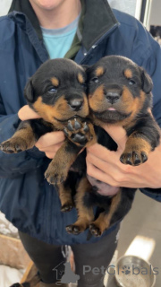 Photo №2 de l'annonce № 167821 de la vente rottweiler - acheter à Belgique de la fourrière