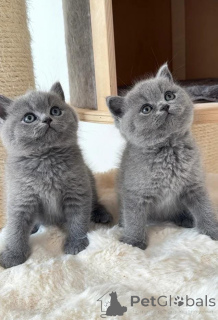 Photo №1. british shorthair - à vendre en ville de Fracasse | 400€ | Annonce № 174047
