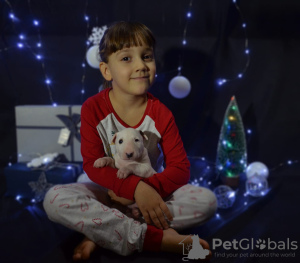 Photo №4. Je vais vendre bull terrier en ville de Москва. de la fourrière - prix - négocié