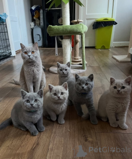 Photo №1. british shorthair - à vendre en ville de Vamdrup | 400€ | Annonce № 176515