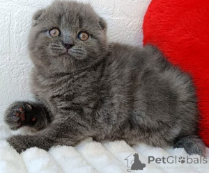 Photo №1. scottish fold - à vendre en ville de Badgastein | 350€ | Annonce № 171168