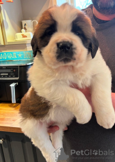 Photo №2 de l'annonce № 132690 de la vente lévrier whippet - acheter à La Grande-Bretagne annonce privée