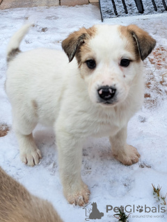 Photo №4. Je vais vendre chien bâtard en ville de Ryazan.  - prix - Gratuit