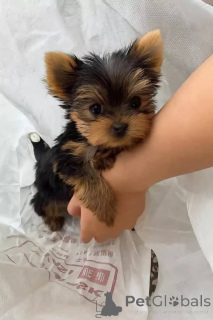 Photo №1. yorkshire terrier - à vendre en ville de Helsinki | 500€ | Annonce №165777
