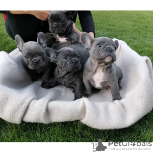 Photo №1. bouledogue - à vendre en ville de Мальмё | 340€ | Annonce №123884