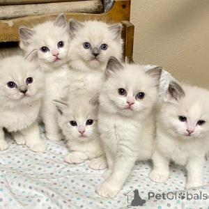 Photo №1. ragdoll - à vendre en ville de Baie de Watsons | négocié | Annonce № 161654