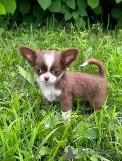 Photo №3. Chihuahua formé des toilettes. Pays Bas