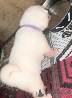 Photo №3. Chiots Akita japonais enregistrés au KC. Allemagne