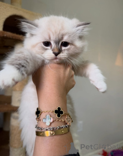 Photo №3. Douce comme une chanson, douce comme un rêve, Aria apporte amour et élégance à. Suède