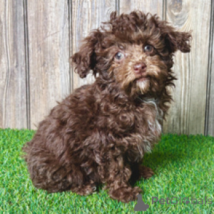 Photo №4. Je vais vendre caniche (jouet) en ville de Basel. annonce privée - prix - 400€