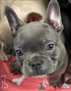 Photo №3. Adorables frenchies visuels moelleux. USA