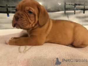 Photo №1. dogue de bordeaux - à vendre en ville de Bonito ORENTAL | négocié | Annonce №172899