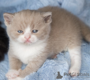 Photo №1. british shorthair - à vendre en ville de Munich | 255€ | Annonce № 108937