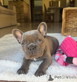 Photo №2 de l'annonce № 161504 de la vente bouledogue - acheter à Allemagne annonce privée