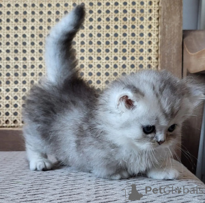 Photo №1. munchkin à poil ras - à vendre en ville de Könnern | 350€ | Annonce № 174776