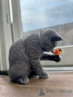 Photo №2 de l'annonce № 158942 de la vente british shorthair - acheter à Pologne annonce privée