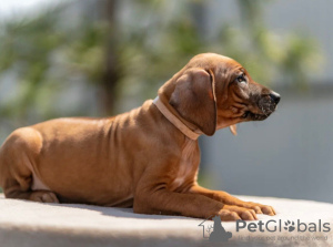 Photos supplémentaires: Chiots Rhodesian Ridgeback