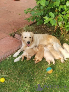 Photo №2 de l'annonce № 174995 de la vente golden retriever - acheter à Allemagne annonce privée
