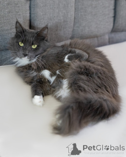 Photo №3. Gracie est un chat spécial avec une patte spéciale.. Fédération de Russie