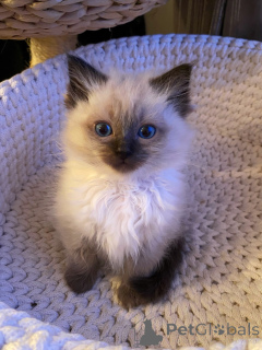 Photo №2 de l'annonce № 174840 de la vente ragdoll - acheter à Allemagne éleveur