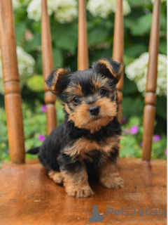 Photo №1. yorkshire terrier - à vendre en ville de Stockholm | négocié | Annonce №96327